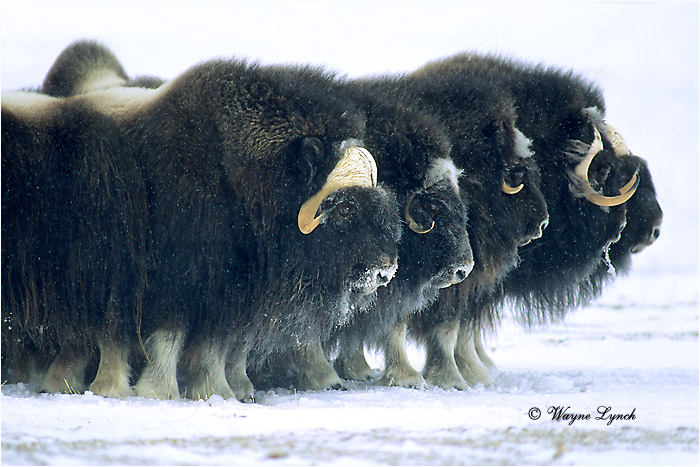 Muskox 107 by Dr. Wayne Lynch &copy;